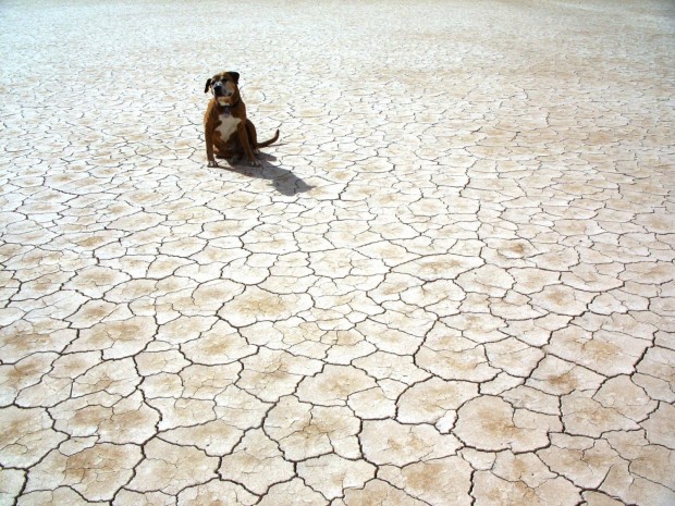 dog in the drought