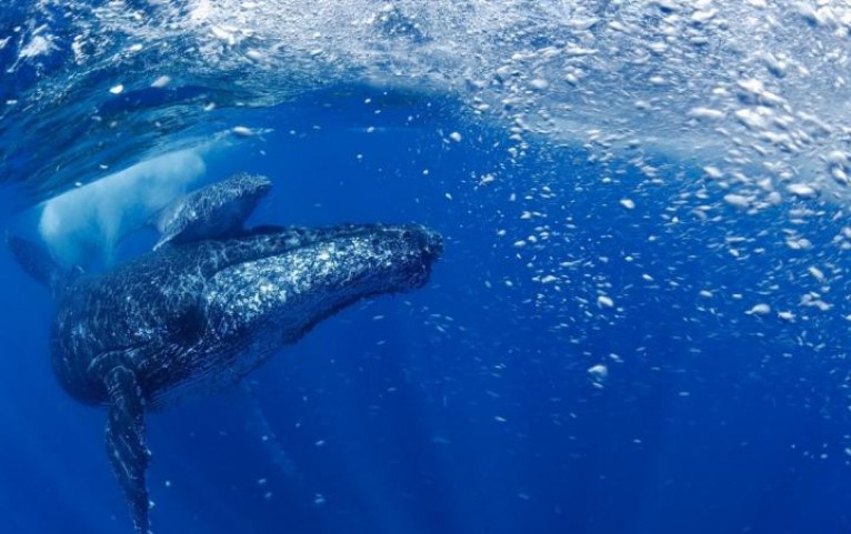 whale with calf
