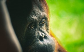 Palm oil leads to Death of Orangutans