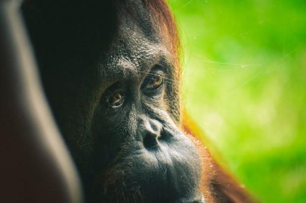 Palm oil leads to Death of Orangutans