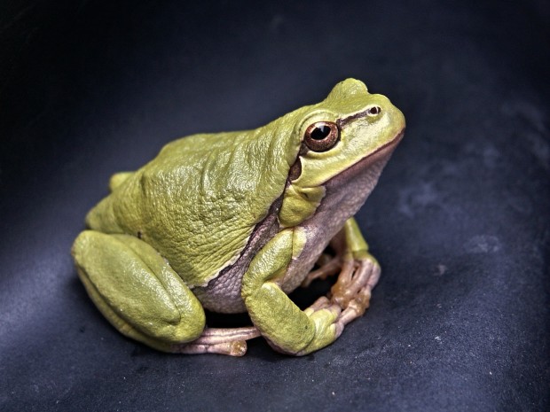 Florida high school unveils synthetic frogs for dissection in biology class