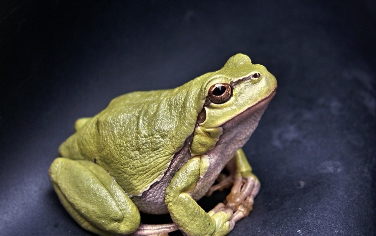 Florida high school unveils synthetic frogs for dissection in biology class