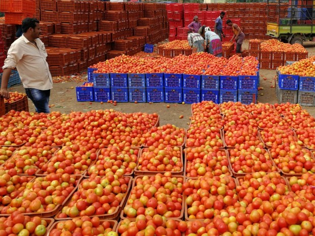 Hundreds of Boxes of Tomatoes in the Market