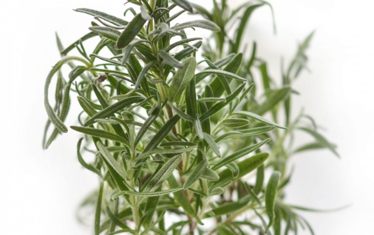 Stop Acne and Prevent Hair Loss Using Thyme Oil