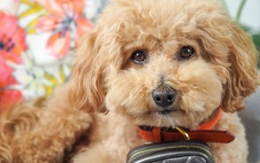 The Success Story Behind Pet Accessory Brand Pink Papyrus