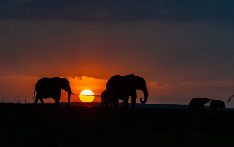 a group of elephants in front of a sunset