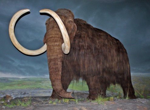 Owner Donates Mammoth Tusk Discovered in Downtown Seattle to Washington Museum 