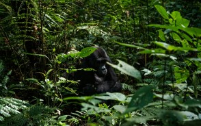 A mother gorilla and her juvenile child rest in the shade of the forest.