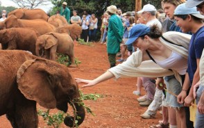 David Sheldrick Elephant Orphanage