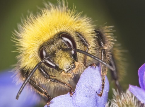 Researchers Develop “Bee-Friendly” Pesticide from Spider Venom and Plant Protein