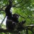 Chimps Use Stable and Firm Tree Branches To Make Beds, Study