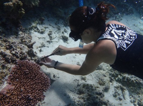 Pacific Corals and Fish Can Smell Damaged Reefs: Study