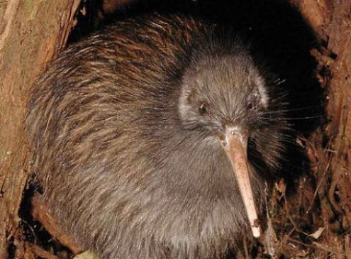 Mystery behind Origin of New Zealand’s Iconic Flightless Bird Kiwi Solved