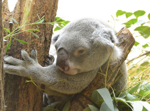 Koalas Hug Trees To Cope With Extreme Heat, Study