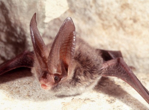 Extinct Papua New Guinea Bat Species Rediscovered After 120 Years (VIDEO)