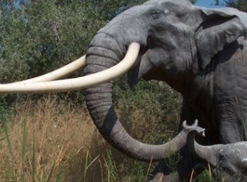Humans Are To Blame for Mass Extinction of Large Mammals during Last Ice Age, Study