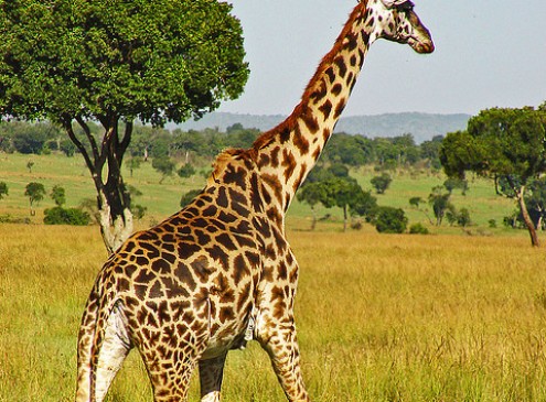 Mystery behind How Giraffes’ Legs Support Body Weight Solved