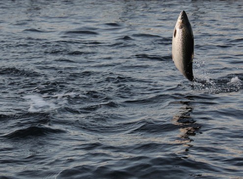 Atlantic salmon Shows Ability to Adjust to Warmer Temperatures, Study