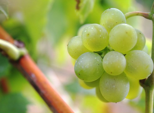 Compound in Grapes and Red Wine Prevents Acne, Study